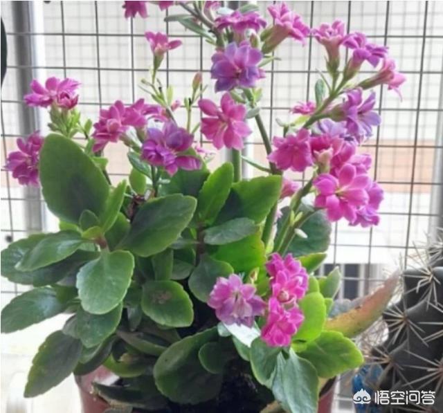 长寿花的繁殖方法图解:长寿花在花期时怎样移盆？