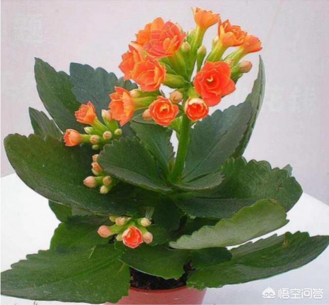 长寿花的繁殖方法图解:长寿花在花期时怎样移盆？
