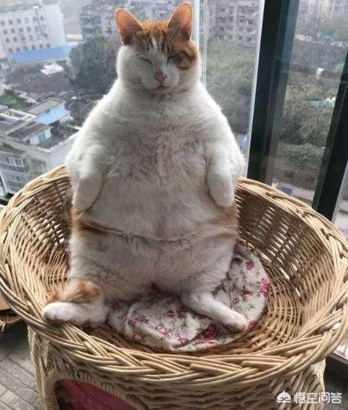 狸花猫图片高清:怎样评价中国狸花猫与国外猫的区别，中国的狸花猫强在哪里？