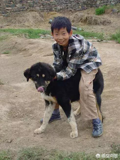 活剥小狗 天涯:农村老人爱说“骑狗烂裤裆”是不是真的呢？为啥要烂裤裆？