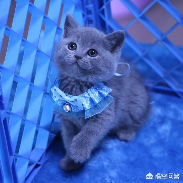 蓝白净梵加菲猫多少钱一只:曼基康猫多少钱一只与如何挑选？ 蓝白加菲猫价格是多少钱一只