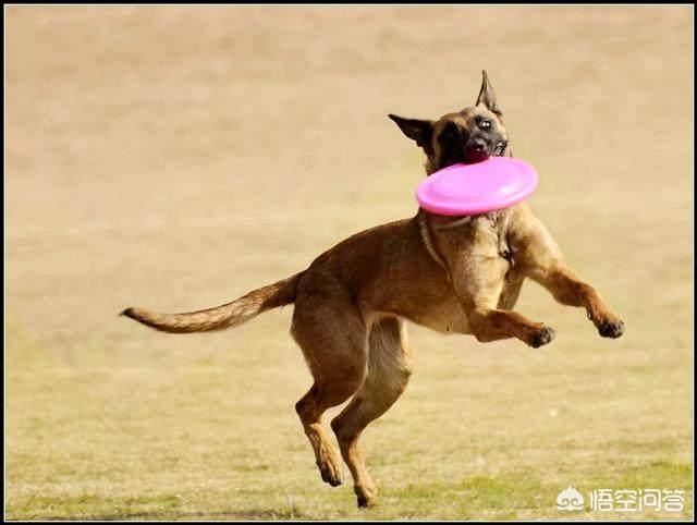 比利时马犬饲养:马犬凶吗？两岁的马犬养育的时候要注意什么？