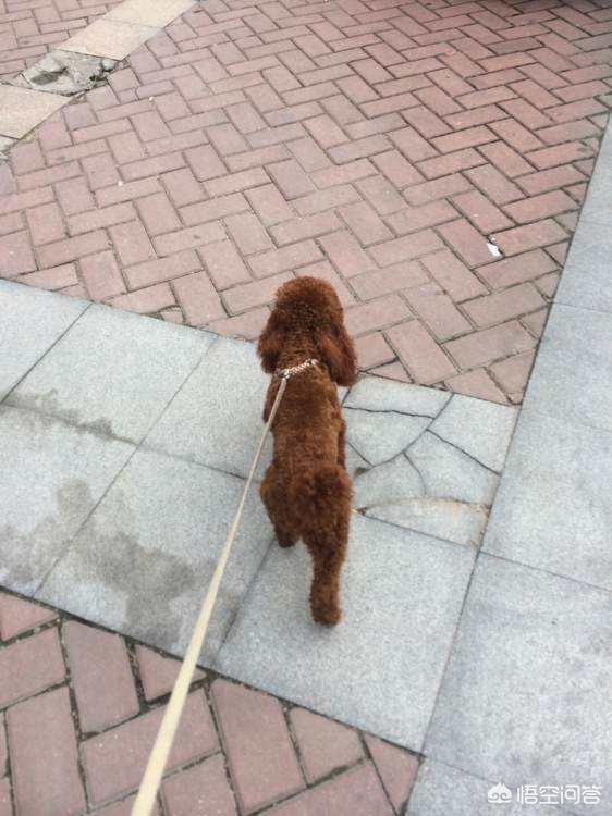 巨型泰迪护主吗:养泰迪犬，它们最害怕遇到什么样的主人呢？