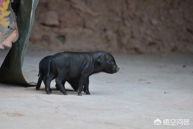 小猪拉稀不吃食怎么办？插图21