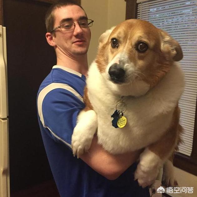 如何训练柯基幼犬:柯基犬几个月才能过尴尬期，日常饲养需要注意这2点？