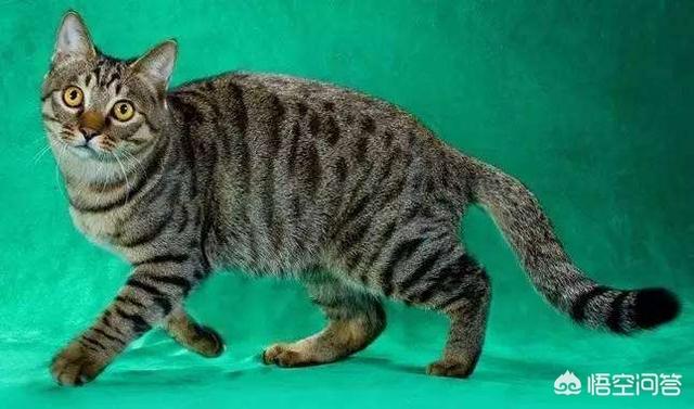 帕拉斯猫价格:帕拉斯猫价格及图片 五个月大的狸猫卖200元，贵不贵呢？