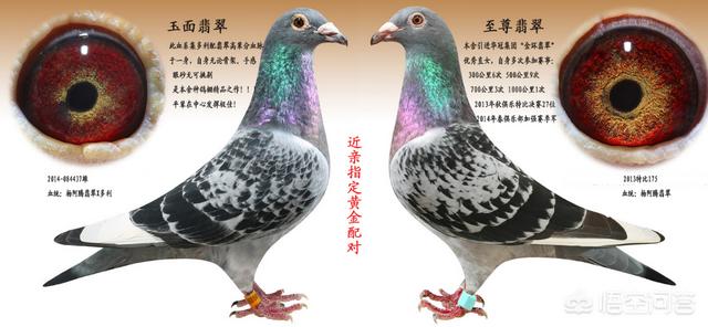 最快速的信鸽眼砂图片:鸽子深色黄眼怎么区别好与坏？