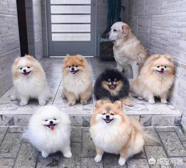 小中型犬品种大全图片:想养一只温顺的中型犬，有哪些值得推荐？