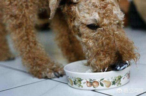 泰迪犬怎么养:面对老年的泰迪犬，我们该怎么饲养可以延长寿命？