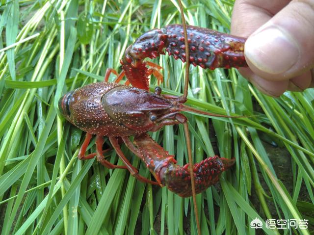小龙虾产地是哪里，小龙虾在中国的发源历史是什么？小龙虾养殖行业如何？