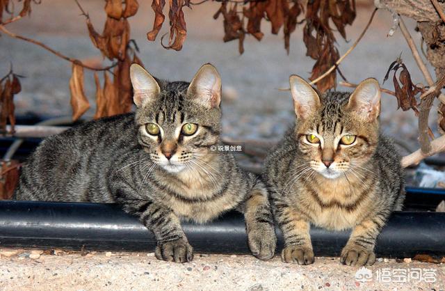 公猫母猫:公猫母猫哪个好养 家里的公猫和母猫是兄妹，会近亲繁殖吗？生下来的猫会是傻的吗？