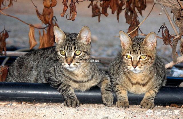 折耳猫图片:如何选择自己的第一只猫？ 折耳猫图片多少钱一只