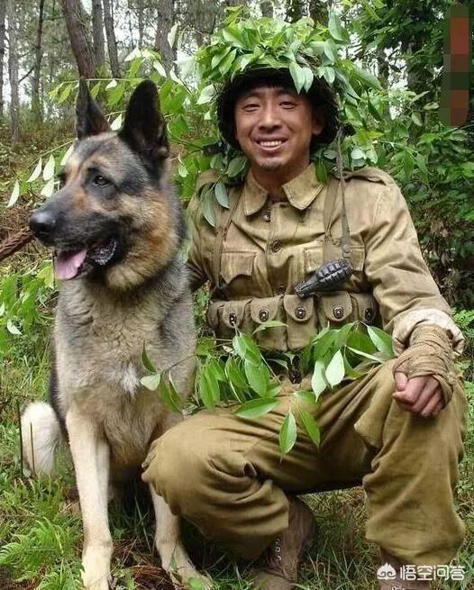 南昌警犬基地有什么犬:有什么品种的狗狗，可以当警犬，但是被城市禁养了？