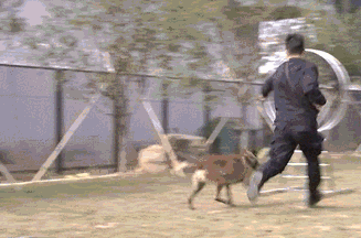 南昌警犬基地有什么犬:有什么品种的狗狗，可以当警犬，但是被城市禁养了？