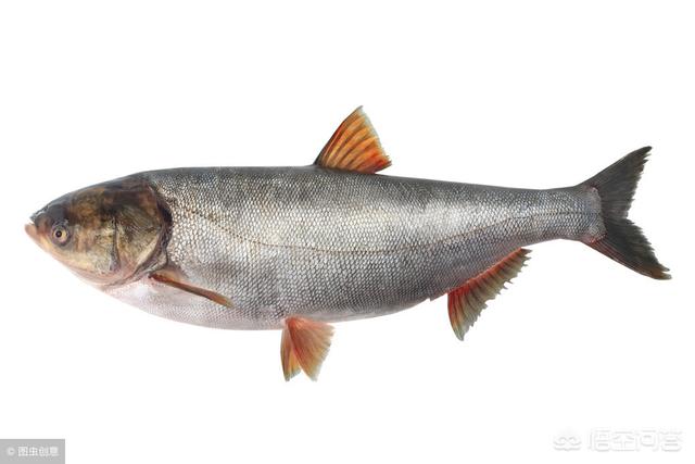 鱼类名称:鱼有多少种类。名称都是什么？
