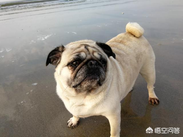 巴哥犬价格多少钱买:一只小巴哥犬多少钱？巴哥犬好养吗？