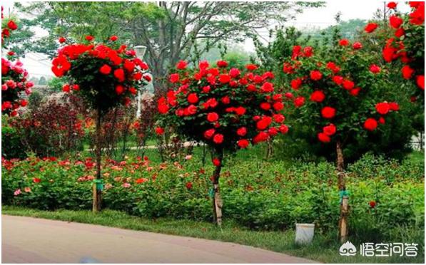 丛生蓝花楹报价:蓝花楹批发报价 想种些绿化苗木，哪些品种市场未来需求量大？