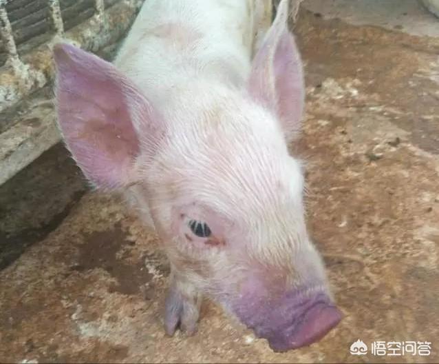 头条问答 - 蓝耳病对母猪有哪些影响?(27个回答)