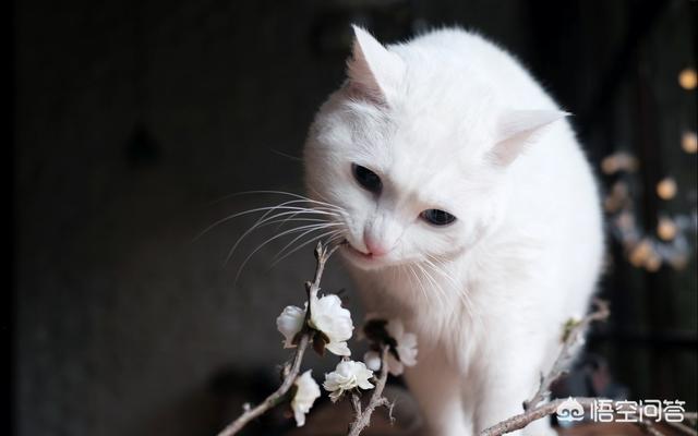 柳州土耳其安哥拉猫:都说忠犬奸猫，猫咪到底忠不忠心？ 土耳其安哥拉猫和狮子猫图片对比