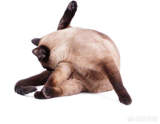 耐威克猫粮怎么样:淘宝上那些很便宜的猫粮靠不靠谱？
