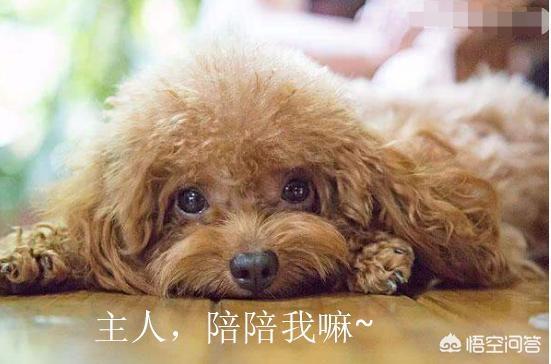 女生为什么不能养泰迪犬:为什么会有人说养泰迪不能养公的？