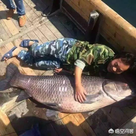 螺蛳青鱼:守钓大青鱼，相对比螺蛳，用田螺钓大青鱼效果是否更好一些