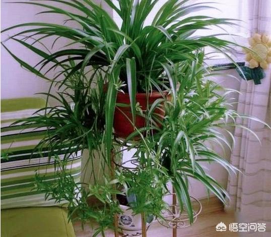 家里没有向阳面养什么花？