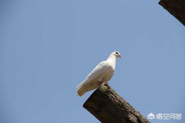 蜂鹰的生活习性:鸽子的生活习性是怎样的？