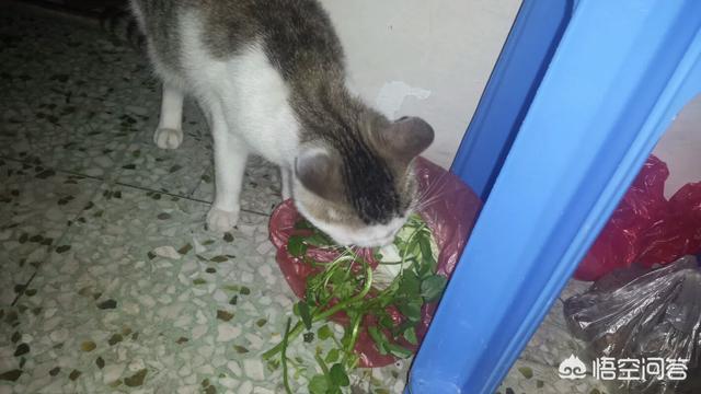 卫塔卡夫猫零食:一给猫打开猫零食，猫就像疯了一样怎么办？