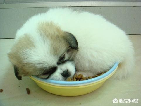 弓背犬太瘦怎么办:一个月小狗一天喂四次，看起来很瘦怎么办？