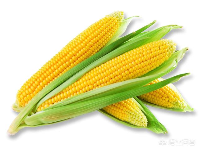 燕麦补肾，肾不好的人可以吃玉米、燕麦等粗粮吗？