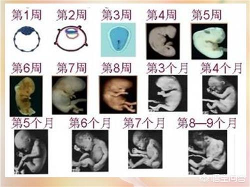 悟空问答 怀孕4个月的宝宝在肚子里都做些什么 33个回答