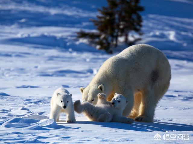 动物过冬图片:动物过冬图片卡通 世界上最不怕冷的动物都有哪些？