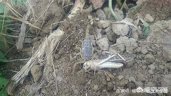 蝎子养殖:人工养殖蝎子有前景吗？蝎子养殖前景如何？