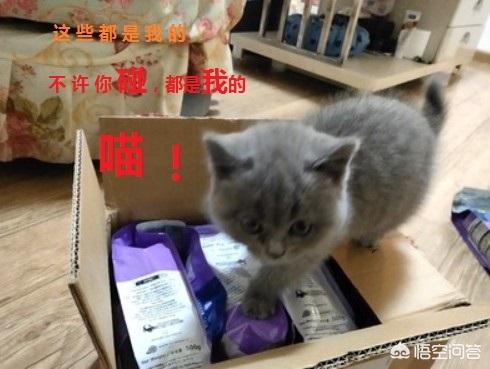 猫罐头推荐:怀孕的母猫吃什么罐头最好？ 猫罐头推荐瑞萌