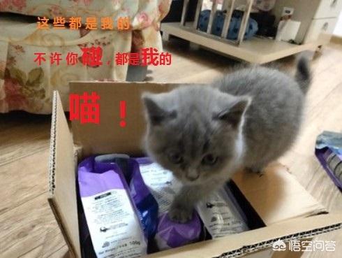 猫罐头排行:作为新手铲屎官没有养猫经验，大家可以推荐一些猫粮猫罐头吗？