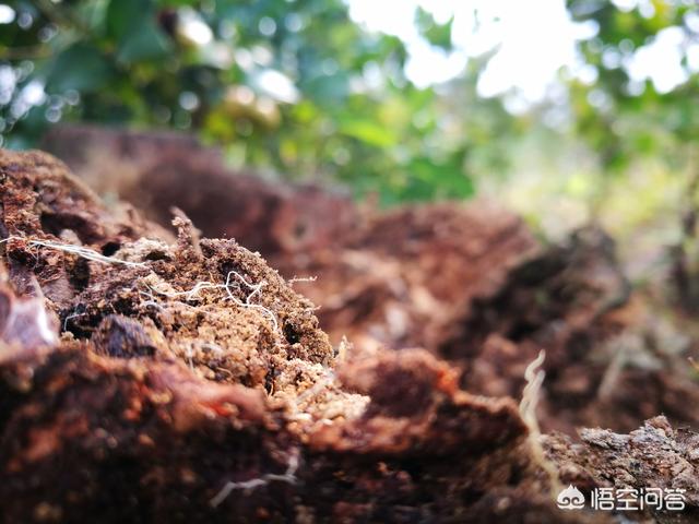 松针土是酸性还是碱性，松树林里的腐殖土是酸性还是碱性？
