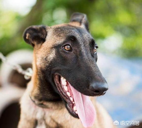 中国马犬百度百科:养马犬前需要具备什么条件？