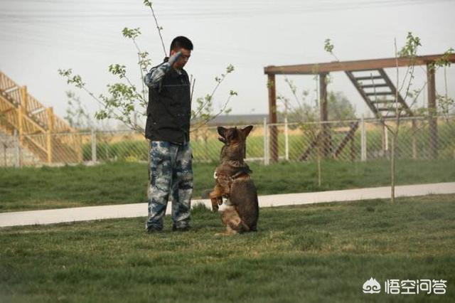 北京调良宠物训犬学校:可不可以送狗狗到训犬学校进行行为纠正呢？