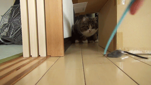 星秀猫<a href=https://maguai.com/personal/ target=_blank class=infotextkey><a href=https://maguai.com/group/ target=_blank class=infotextkey>微信群</a></a>:过年期间，可以让猫咪独自在家吗？