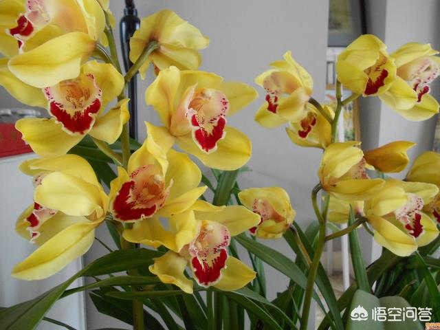 能镇宅的3种花,在家闲着没事应该养些什么花？