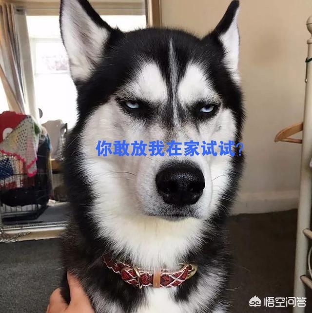 宠物问答:对于大家每天提的宠物问题，我们如何判断问题的含金量？