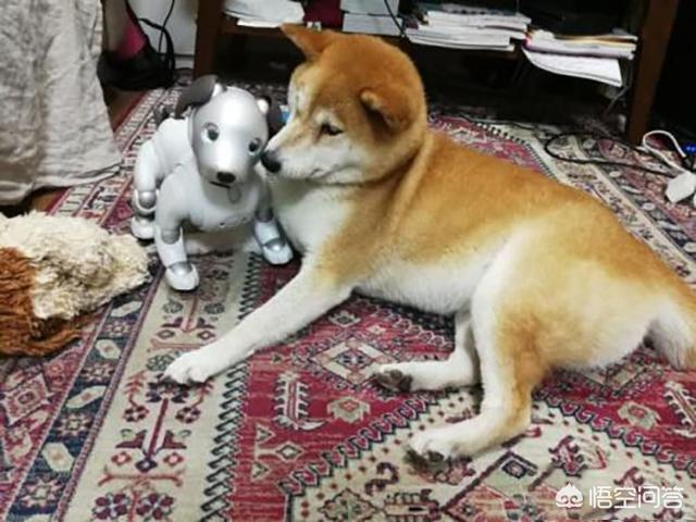 宠物问答:对于大家每天提的宠物问题，我们如何判断问题的含金量？