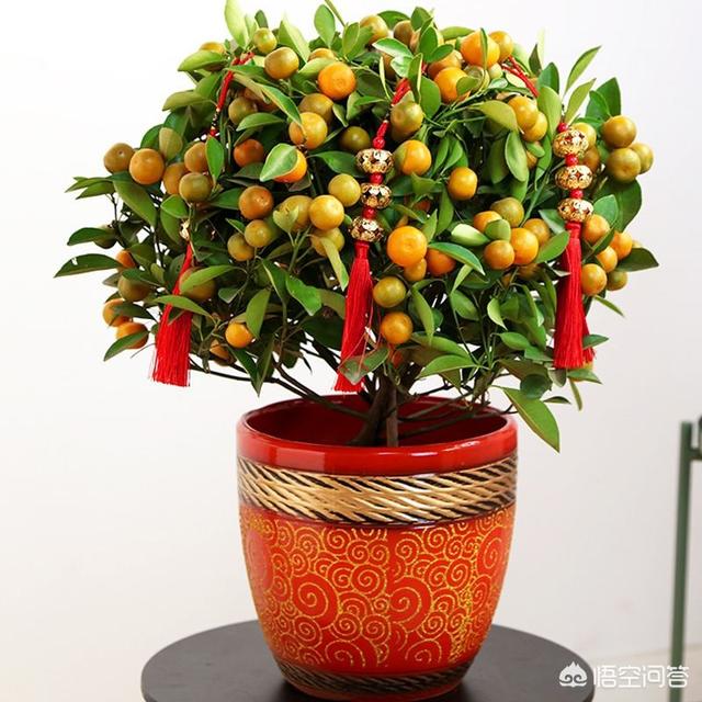 白蝴蝶合果芋是绿萝吗:比绿萝叶子大的花叫什么？