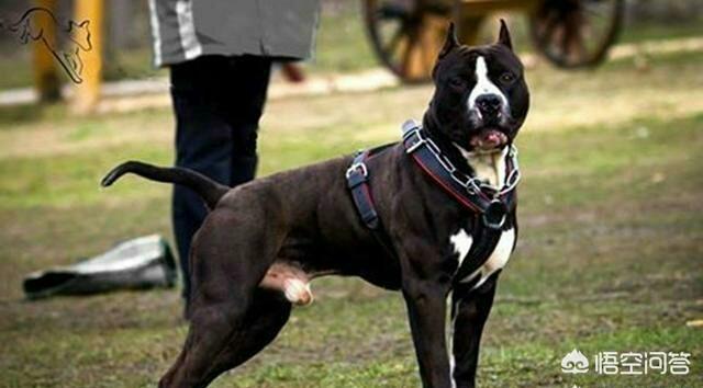 杜高vs比特比赛:两只比特犬能打赢一只花豹吗？