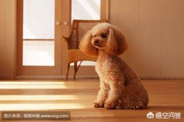 贵宾犬图片:贵宾犬口臭是溃疡吗,贵宾犬溃疡才会口臭吗？