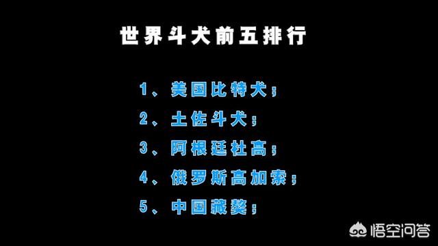 斯塔福犬:比特犬和斯坦福犬相比，谁的战斗力更强一些？为什么？