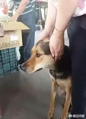 巴哥犬图片:三十晚的鞭炮，你家狗怕吗？