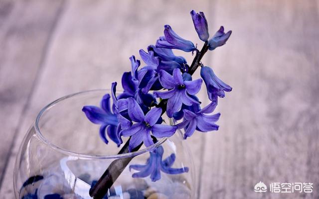 各种花的花语及传说是什么？