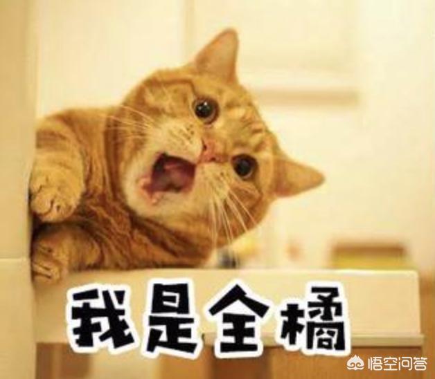 菊缅因猫和菊猫的区别:二哈和胖橘猫，哪一个才是你的最爱？